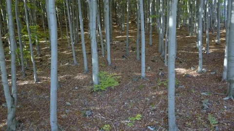 Fly through the mixed forest in autumn at sunset. Stock Footage 218622617