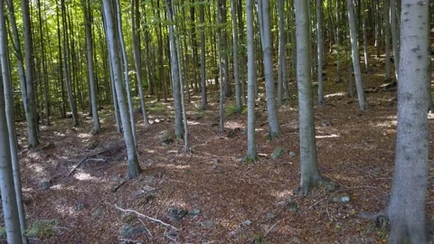 Fly through the mixed forest in autumn at sunset. Stock Footage 218623141