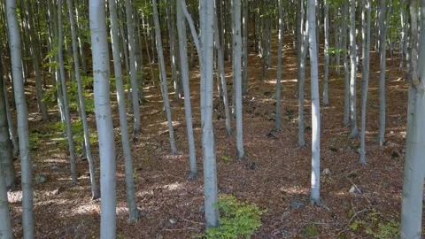 Fly through the mixed forest in autumn at sunset. Stock Footage 218623381