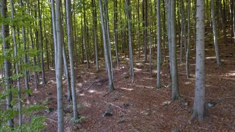 Fly through the mixed forest in autumn at sunset. Stock Footage 218624364