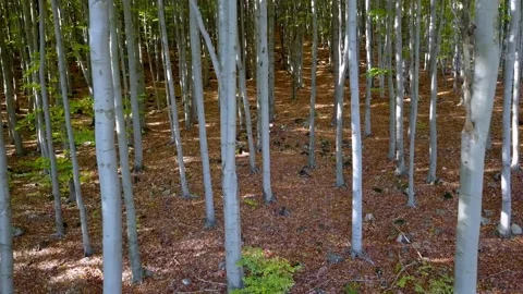 Fly through the mixed forest in autumn at sunset. Stock Footage 218626398
