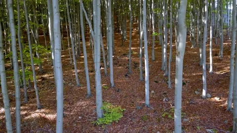 Fly through the mixed forest in autumn at sunset. Stock Footage 218626418