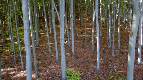 Fly through the mixed forest in autumn at sunset. Stock Footage 218627469