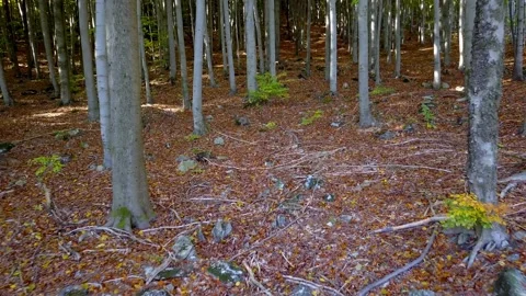 Fly through the mixed forest in autumn at sunset. Stock Footage 218627553