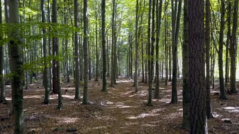 Fly through the mixed forest in autumn at sunset. Stock Footage 218628272