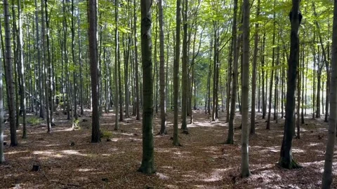 Fly through the mixed forest in autumn at sunset. Stock Footage 218628868