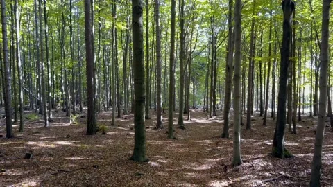 Fly through the mixed forest in autumn at sunset. Stock Footage 218629020