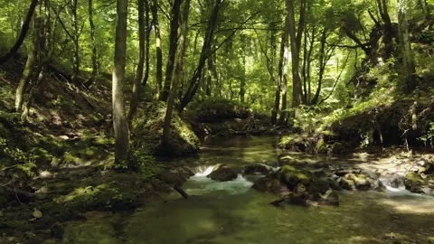 Fly through over creek in forest Stock Footage 139159179