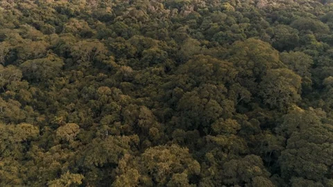 Fly Through Pemba tropical forest by the beach Видео 131357898