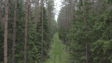 Fly through pine forest, 4k video, unedited Stock Footage 132606172