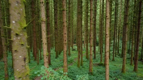 Fly Through Pine Forest (drone) Stock Footage 162905170