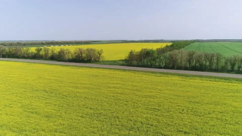 Fly through a rapeseed field to the road on a sunny day Stock Footage 153388811