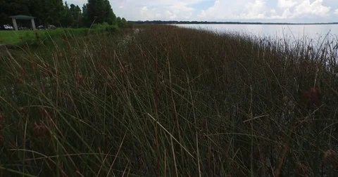 Fly Through Reed Plants Stock Footage 70733073