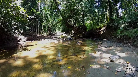A fly-through of a riverbed in the jungles of Borneo. Stock Footage 32550441