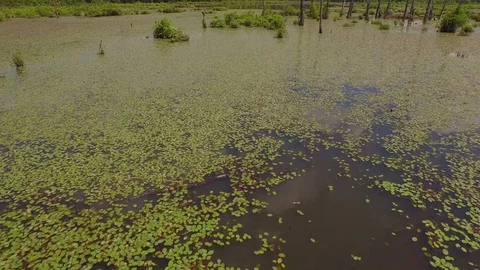 Fly through stumps green swamp reflection blue sky in marsh. Summer 4k Drone Stock Footage 85233196