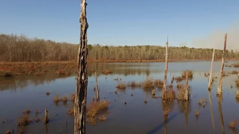 Fly through Swamp Marsh Stumps dusk drone shot winter Stock Footage 85184363