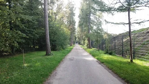 Fly-through tree avenue in forest Stock Footage 128689852