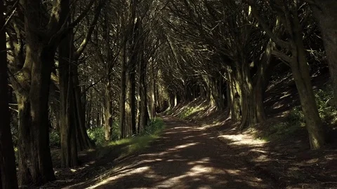 Fly through tree lined canopy New Zealand bush walk. Video stock 89539295