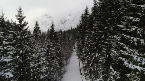 Fly through trees canopy rising to reveal beautiful mountains Stock Footage 102428324