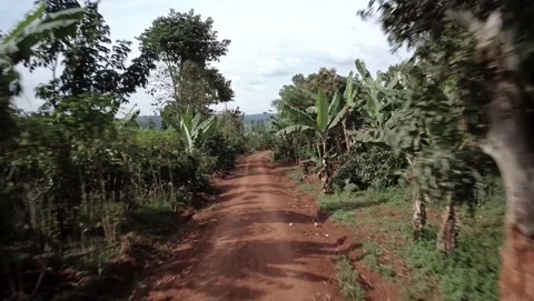 Fly through Trees on Dirt Road in Uganda Stock Footage 329611644