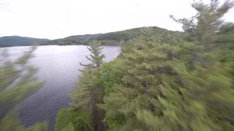 Fly through the Trees Video stock 51093097