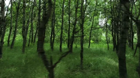 Fly through trees Stock Footage 194164780