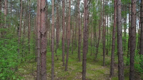 Fly through the trees in a natural forest. Video stock 155058845