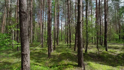 Fly through the trees in a natural forest. Flight in the branches of trees hi Stock Footage 155289186