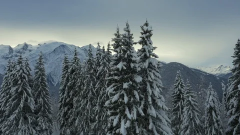 Fly through trees to reveal view of Mont Blonc Stock Footage 102418536