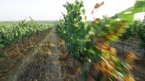 Fly through the vineyard in summer Stock Footage 169134344