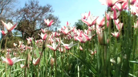 Fly Thru CU- Pink and White Flowers 2 Shot Trans. 動画素材 109358