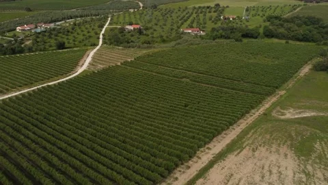 Fly &amp; tilt Top view over rectangular olive tree fields near Pernes, Portugal 4K Stock Footage 154467441