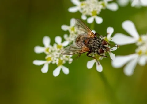 Fly on tiny flowers Stock Photos