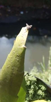 A fly is on the tip of a leaf Stock Photos