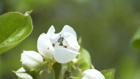 A fly on top of the apple tree flower in the garden Stock Footage 135357348