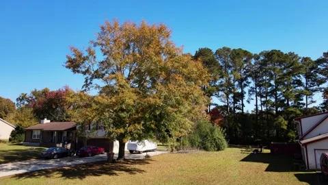 Fly up top down rise up view of pretty fall golden yellow oak tree Stock Footage 170513342