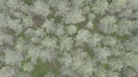 Fly top down view over pine forest, 4k video, unedited Stock Footage 132605165