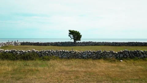 Fly towards stone wall and tree out into Baltic sea Stock Footage 246935083