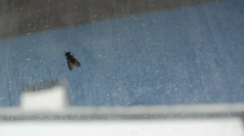 Fly on transparent glass 04 스톡 동영상 30197382