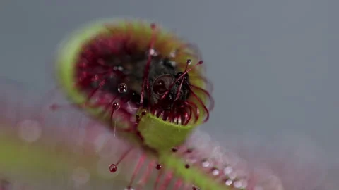 Fly trap carnivorous plat close up with dead fly. Video stock 267044577