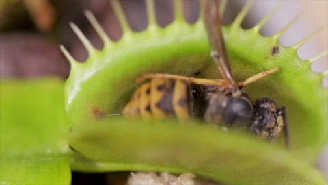 Fly trap with dead wasp eaten within the leaves. Carnivorous plants close up. Video stock 161906599
