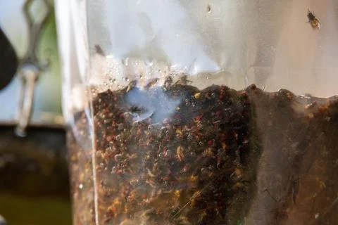 Fly trap device Stock Photos