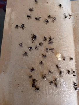 Fly trap glue Stock Photos