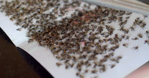 In fly trap glue.Fly trap glue on white background.Flies stuck sticker. Stock Footage 261986360