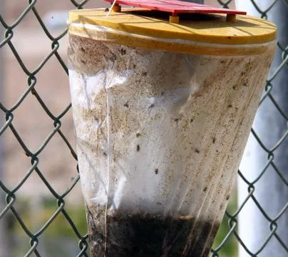 Fly trap Stock Photos