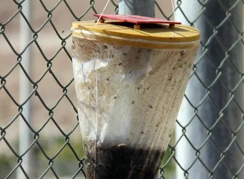 Fly trap Stockfoto's