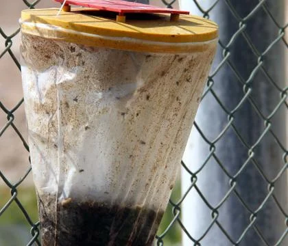 Fly trap 스톡 사진