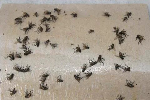 Fly in trap Foto stock