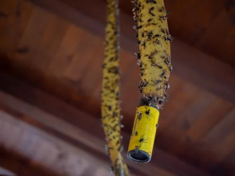 Fly trap Stock Photos