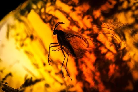 Fly trapped in amber Foto stock